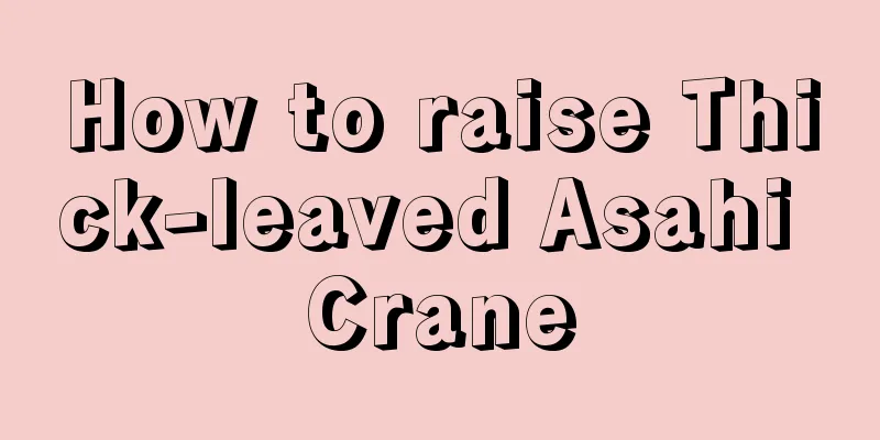 How to raise Thick-leaved Asahi Crane