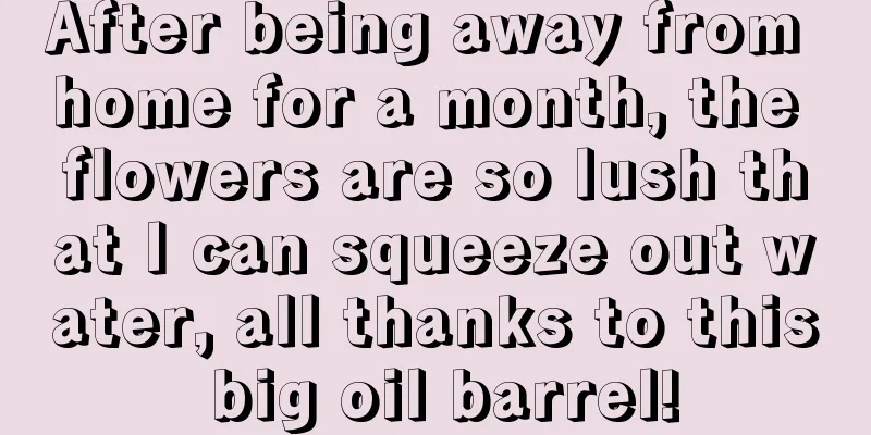 After being away from home for a month, the flowers are so lush that I can squeeze out water, all thanks to this big oil barrel!