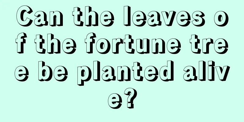 Can the leaves of the fortune tree be planted alive?