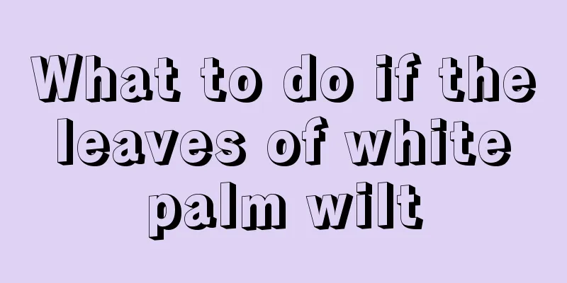 What to do if the leaves of white palm wilt