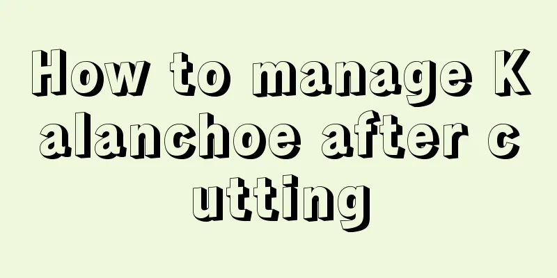 How to manage Kalanchoe after cutting