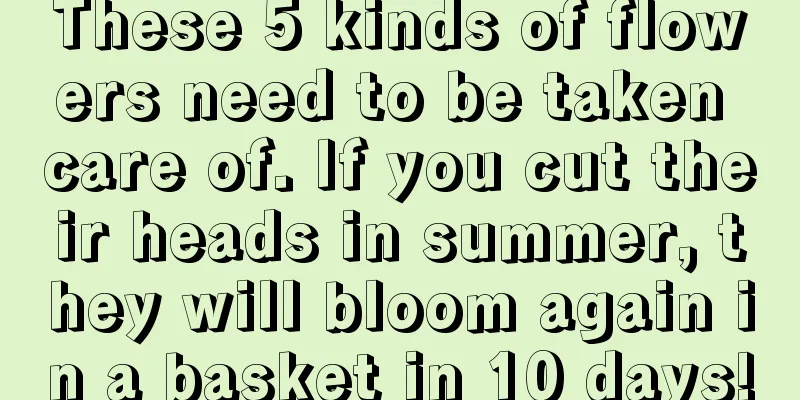 These 5 kinds of flowers need to be taken care of. If you cut their heads in summer, they will bloom again in a basket in 10 days!