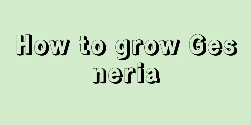 How to grow Gesneria