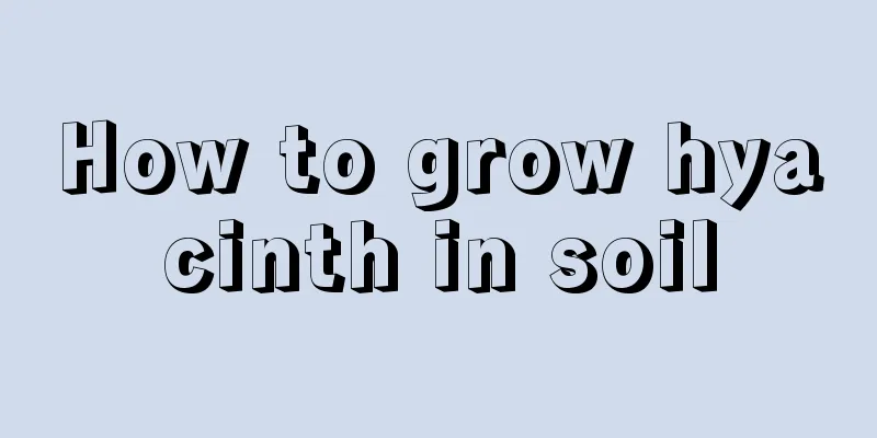 How to grow hyacinth in soil