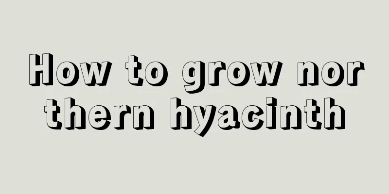 How to grow northern hyacinth