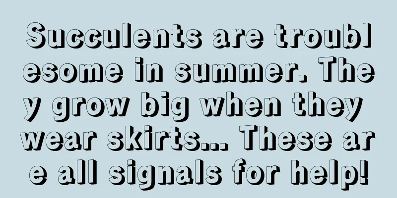 Succulents are troublesome in summer. They grow big when they wear skirts... These are all signals for help!