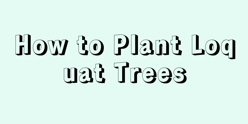 How to Plant Loquat Trees