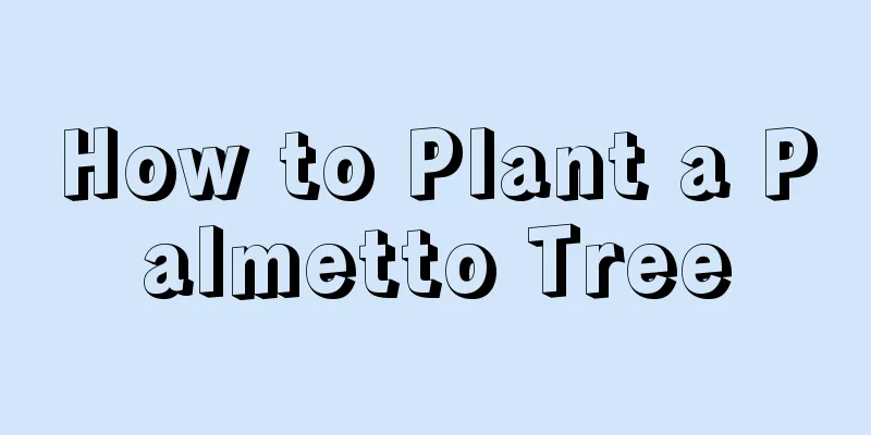 How to Plant a Palmetto Tree