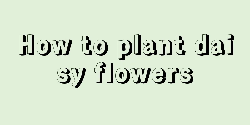 How to plant daisy flowers