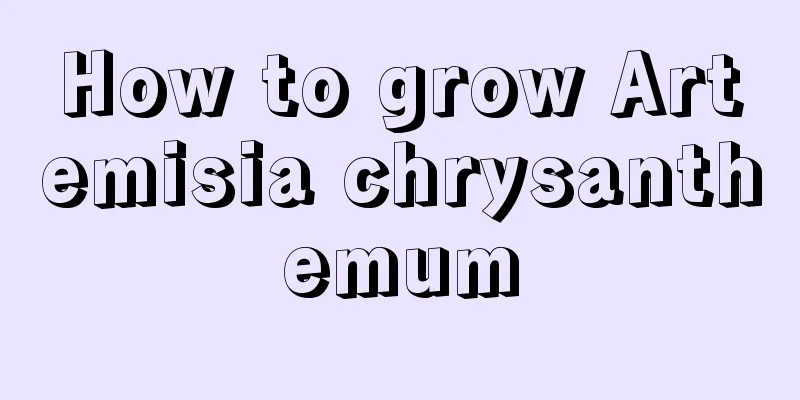 How to grow Artemisia chrysanthemum