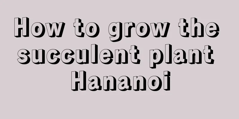 How to grow the succulent plant Hananoi