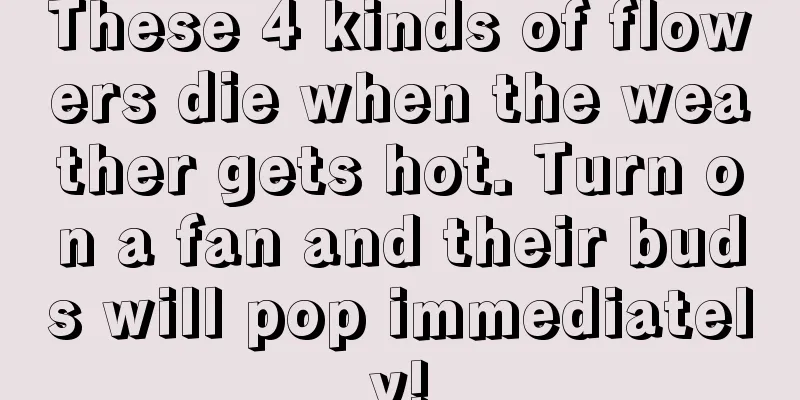 These 4 kinds of flowers die when the weather gets hot. Turn on a fan and their buds will pop immediately!