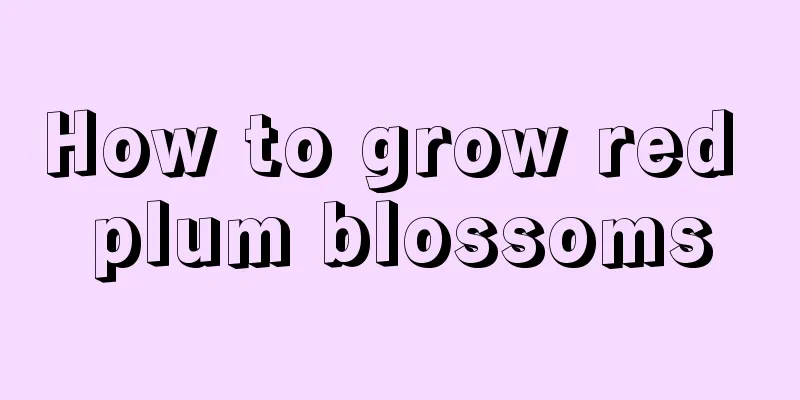 How to grow red plum blossoms