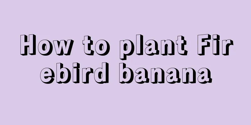 How to plant Firebird banana