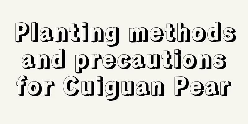 Planting methods and precautions for Cuiguan Pear