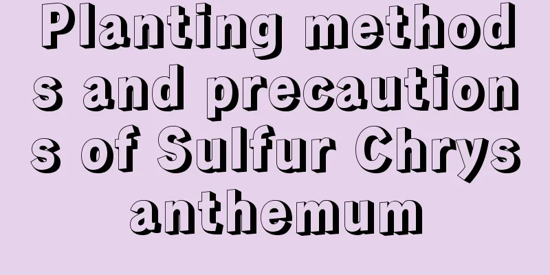 Planting methods and precautions of Sulfur Chrysanthemum