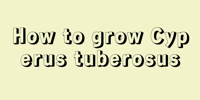 How to grow Cyperus tuberosus