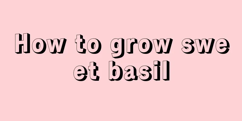 How to grow sweet basil