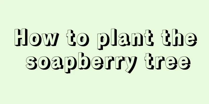 How to plant the soapberry tree