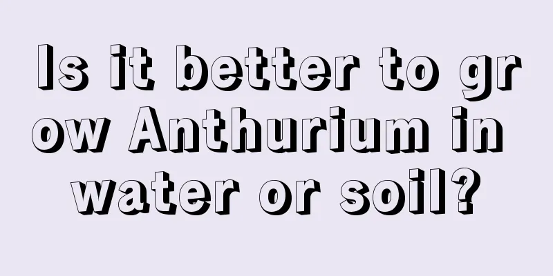 Is it better to grow Anthurium in water or soil?