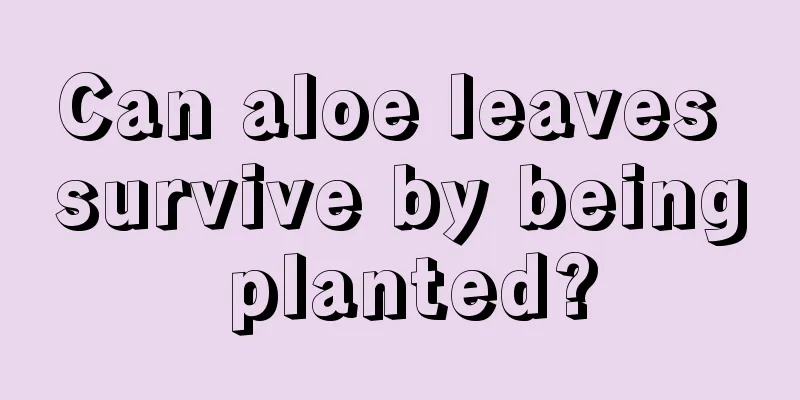 Can aloe leaves survive by being planted?