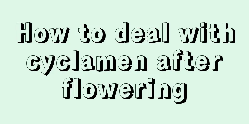 How to deal with cyclamen after flowering