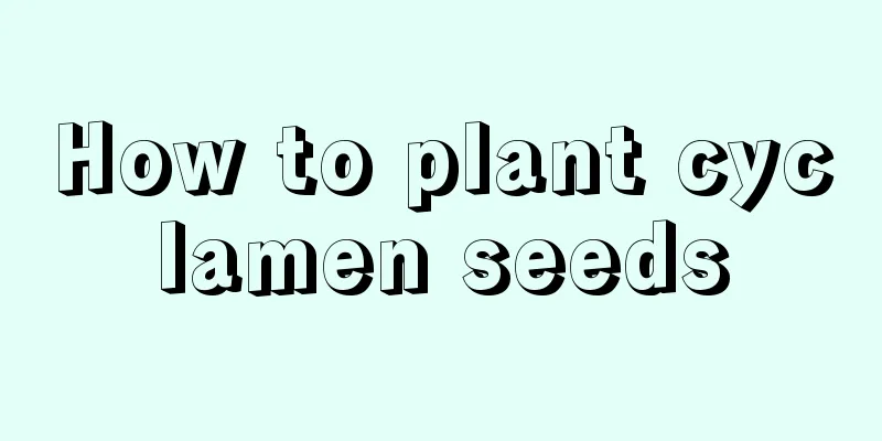 How to plant cyclamen seeds