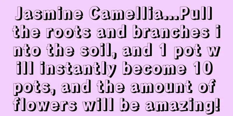 Jasmine Camellia...Pull the roots and branches into the soil, and 1 pot will instantly become 10 pots, and the amount of flowers will be amazing!