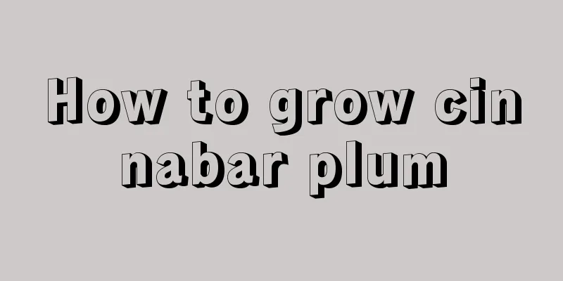 How to grow cinnabar plum