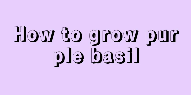 How to grow purple basil