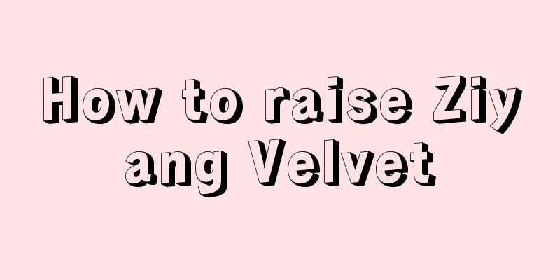 How to raise Ziyang Velvet