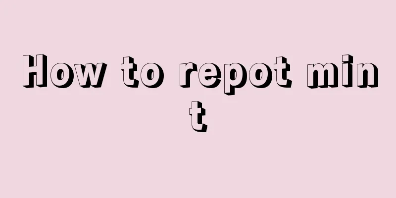 How to repot mint