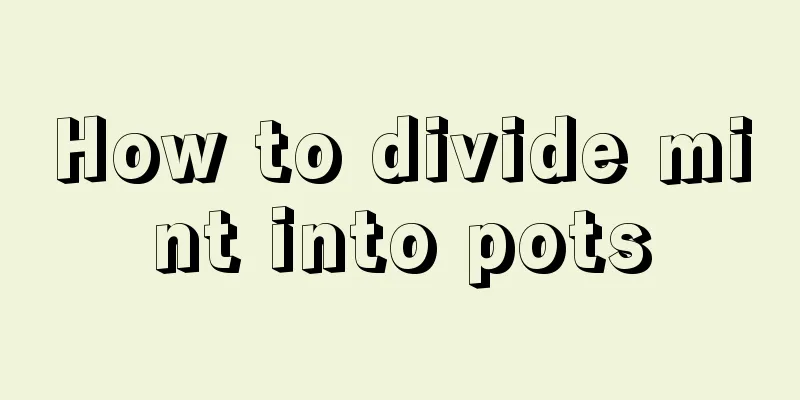 How to divide mint into pots