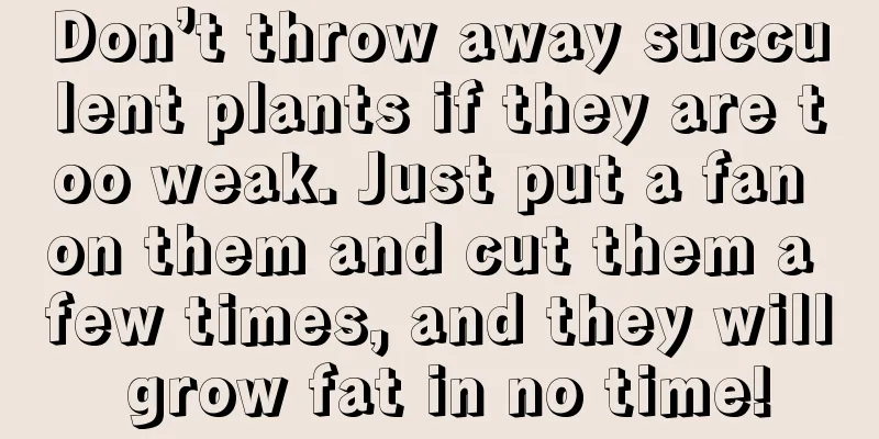 Don’t throw away succulent plants if they are too weak. Just put a fan on them and cut them a few times, and they will grow fat in no time!