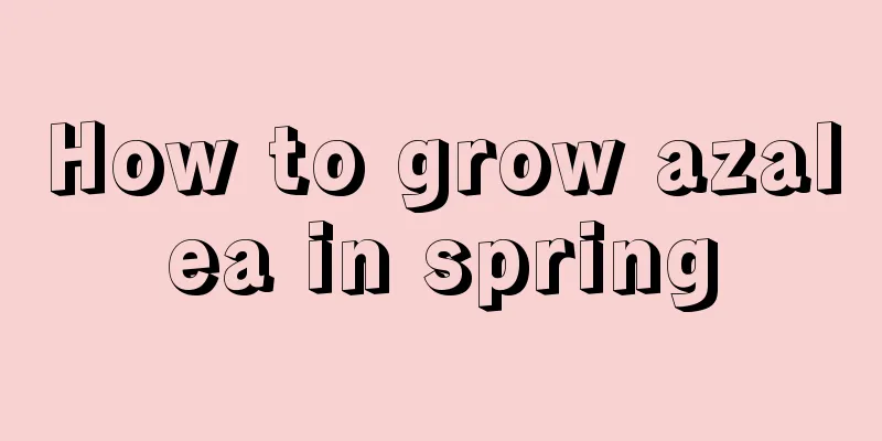 How to grow azalea in spring