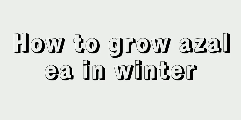 How to grow azalea in winter