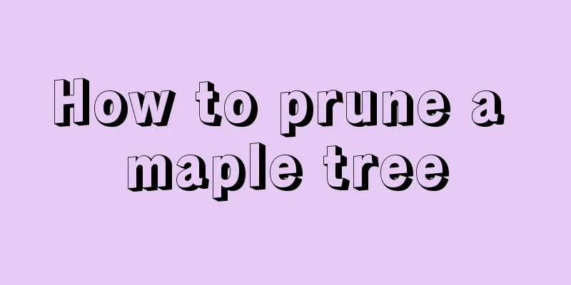 How to prune a maple tree