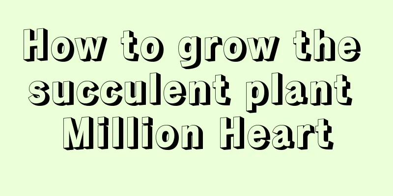 How to grow the succulent plant Million Heart