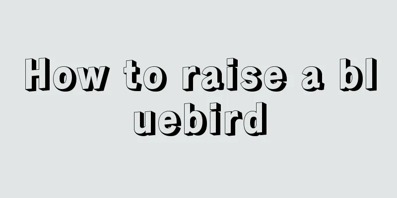 How to raise a bluebird