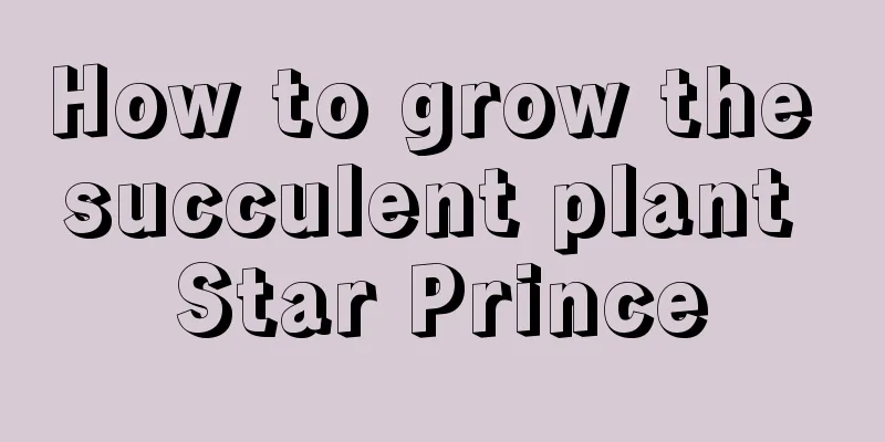 How to grow the succulent plant Star Prince