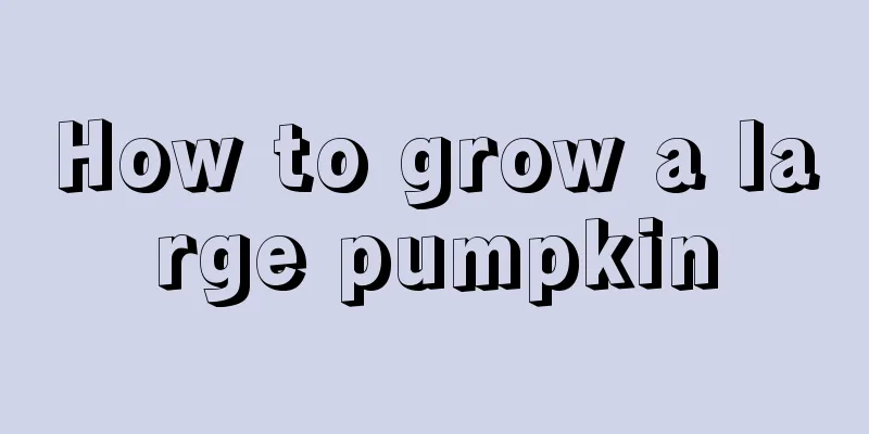 How to grow a large pumpkin