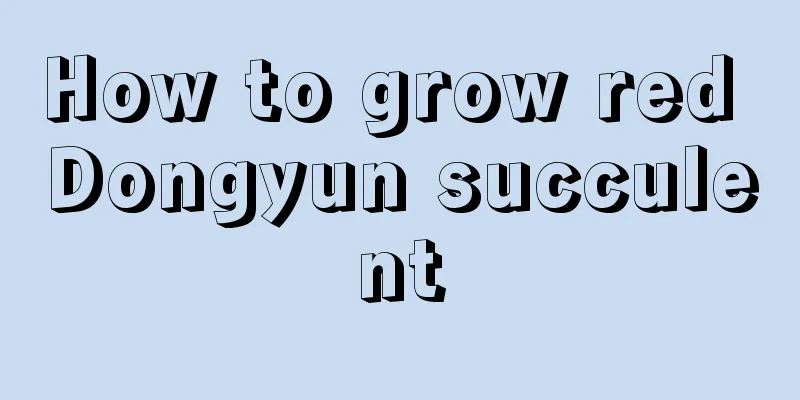 How to grow red Dongyun succulent