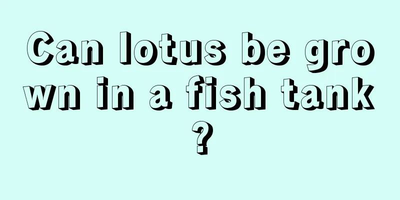 Can lotus be grown in a fish tank?