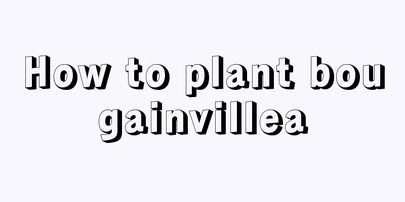 How to plant bougainvillea