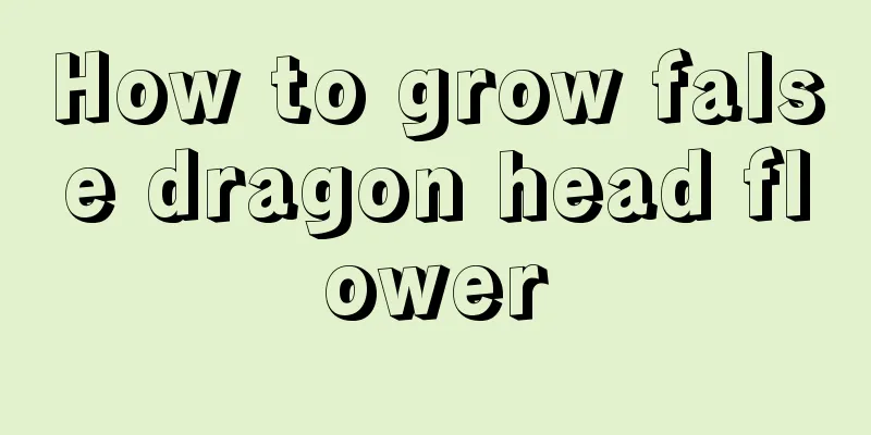 How to grow false dragon head flower