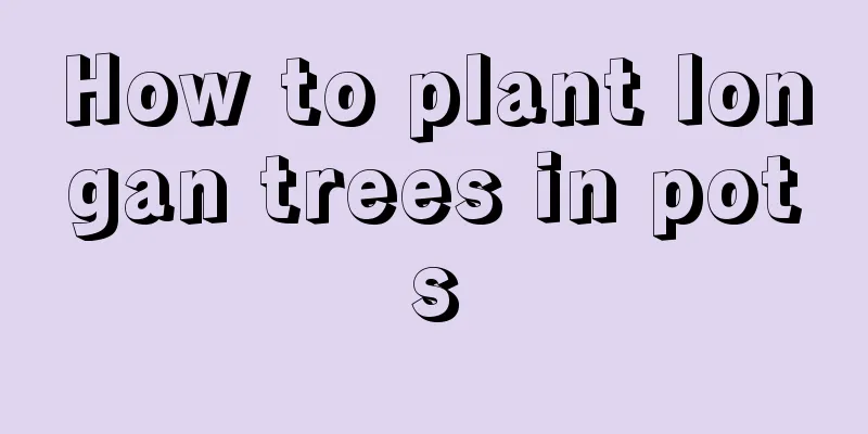 How to plant longan trees in pots