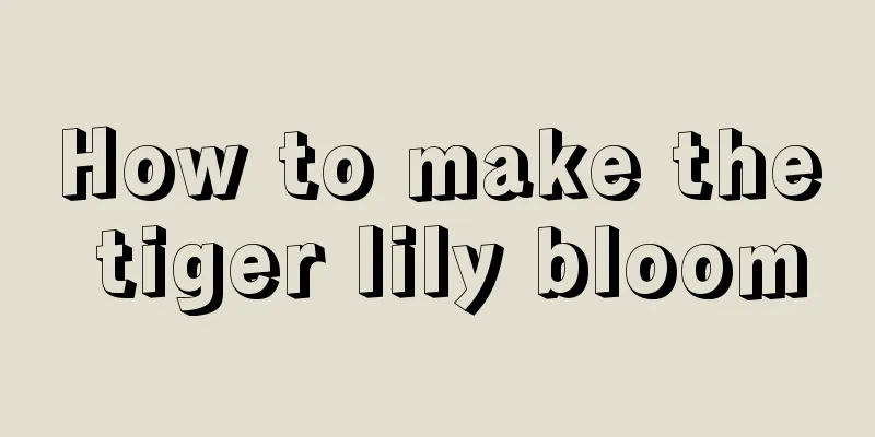 How to make the tiger lily bloom