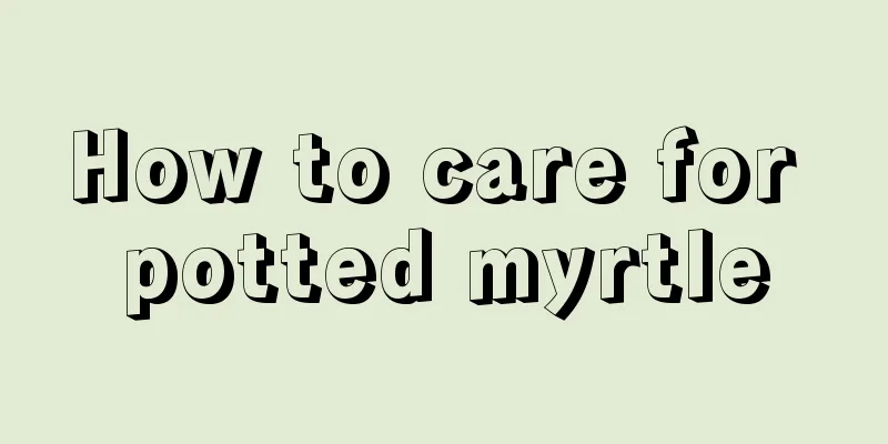 How to care for potted myrtle