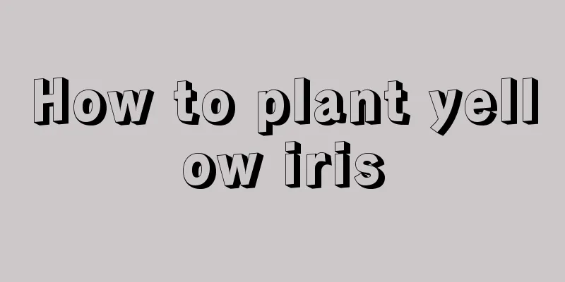 How to plant yellow iris