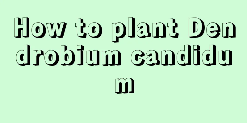 How to plant Dendrobium candidum